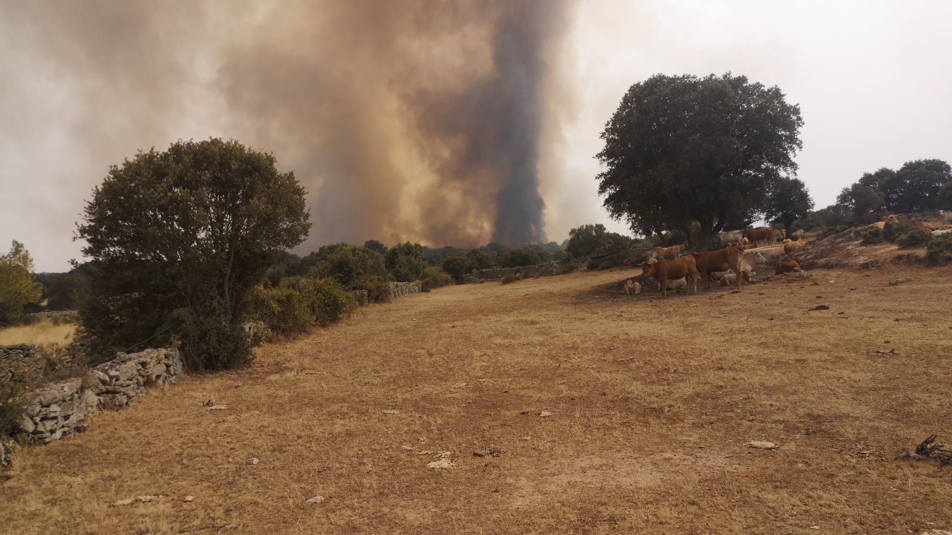 GALERÍA | Incendio en Roelos de Sayago