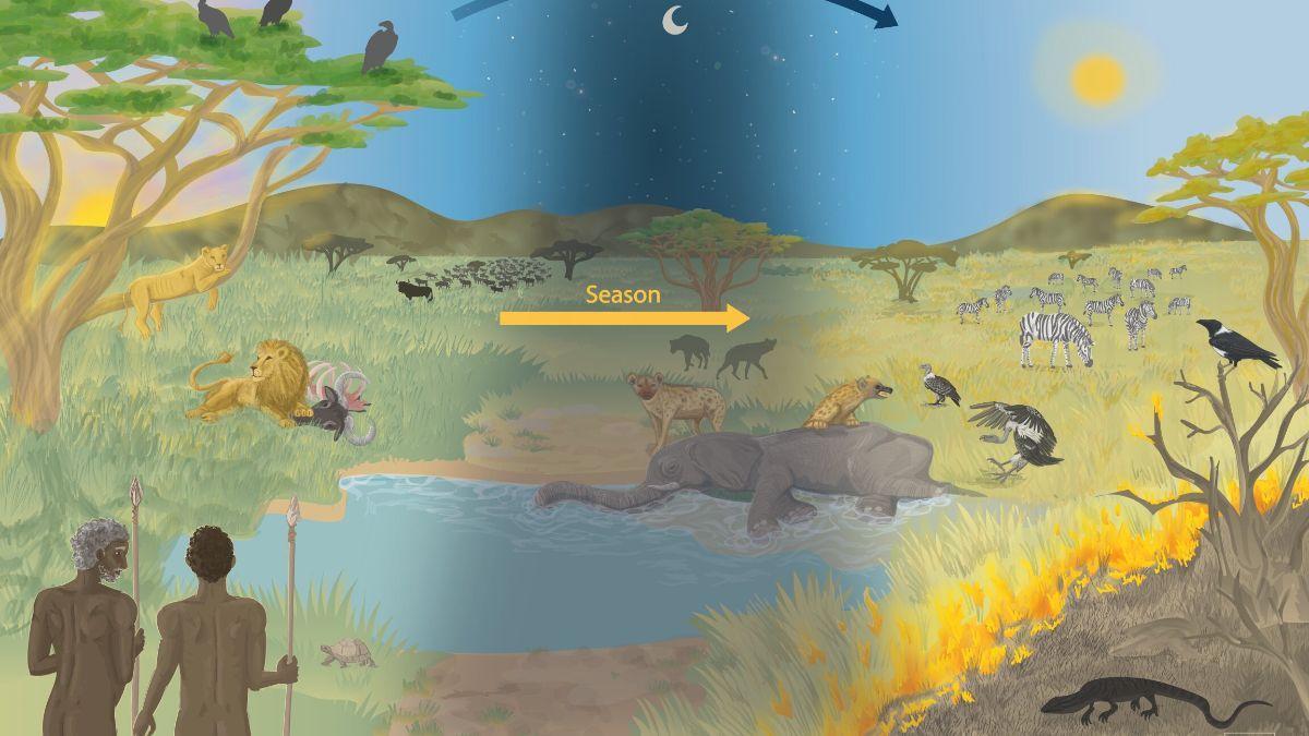 El gráfico muestra los factores que habrían marcado el comportamiento carroñero en humanos.