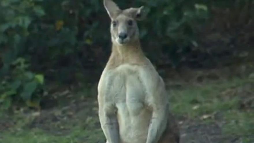Un canguro de dos metros se pasea por Brisbane