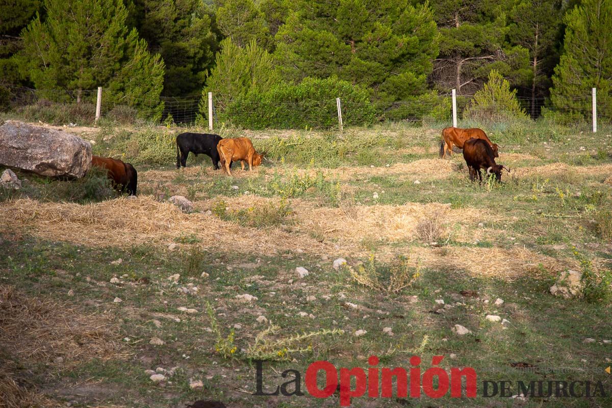 Primer encierro Fiestas de Moratalla