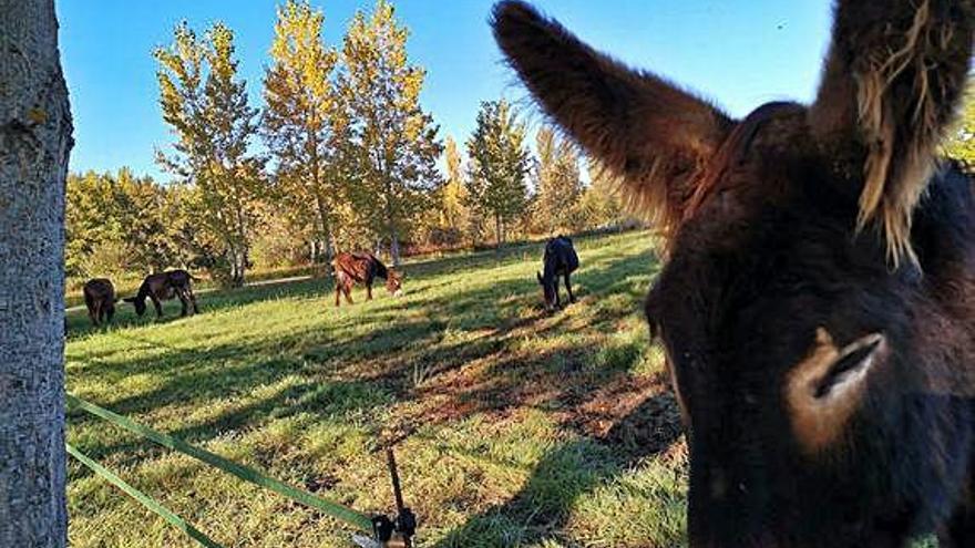 Otra imagen de los animales vista desde las instalaciones acuáticas.