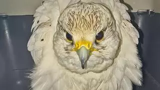Rescatan un halcón en la reja de un colegio tras estar varios días volando por Santa Cruz