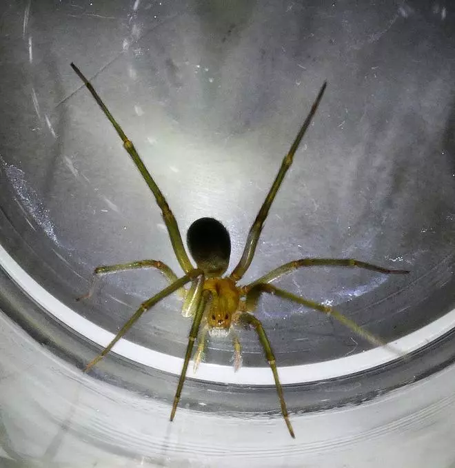 Qué hacer si te pica una araña violinista, la especie invasora de veneno mortal