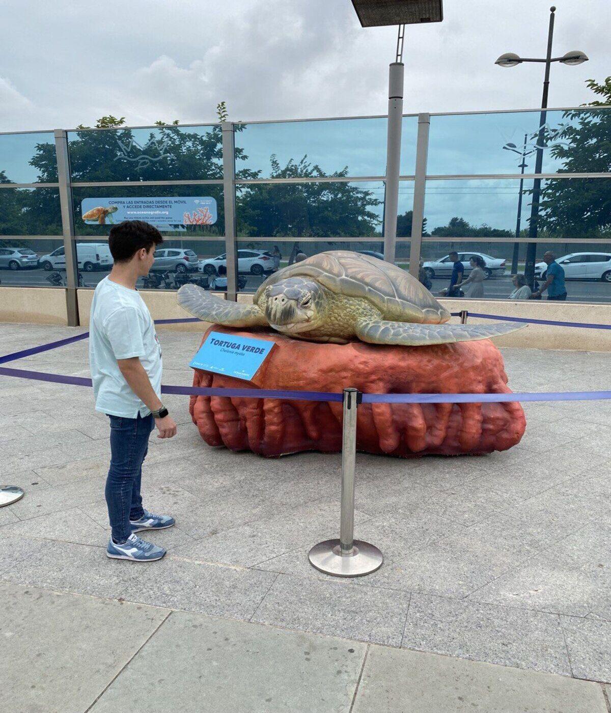 La reproducción de una tortuga en el Oceanogràfic