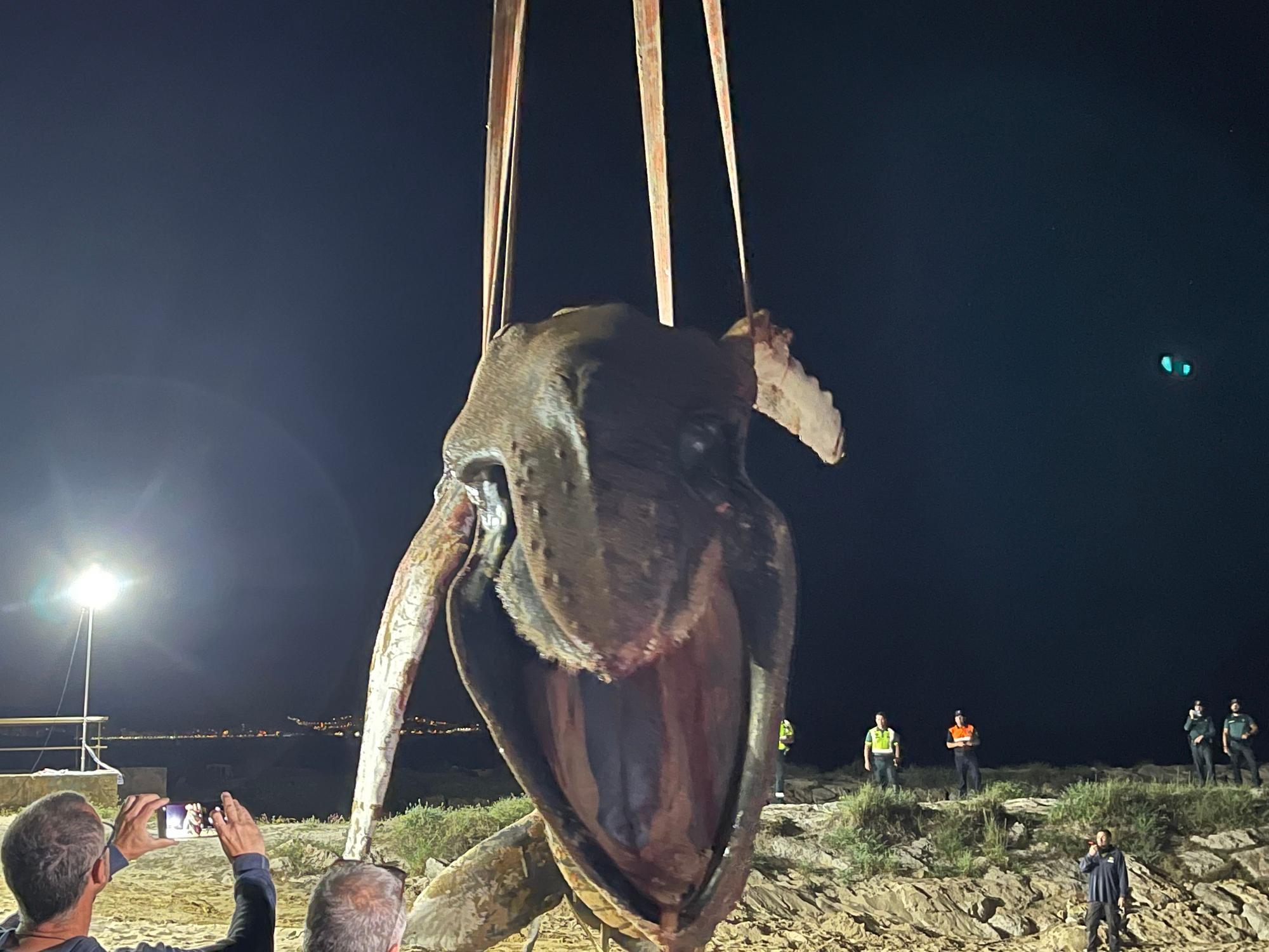 Operación final para el traslado de la ballena muerta en Tavernes