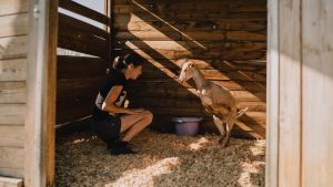 Laura Luengo llama a una cabra con malformación en las patas delanteras en el Santuario Vegan, en Brunete.