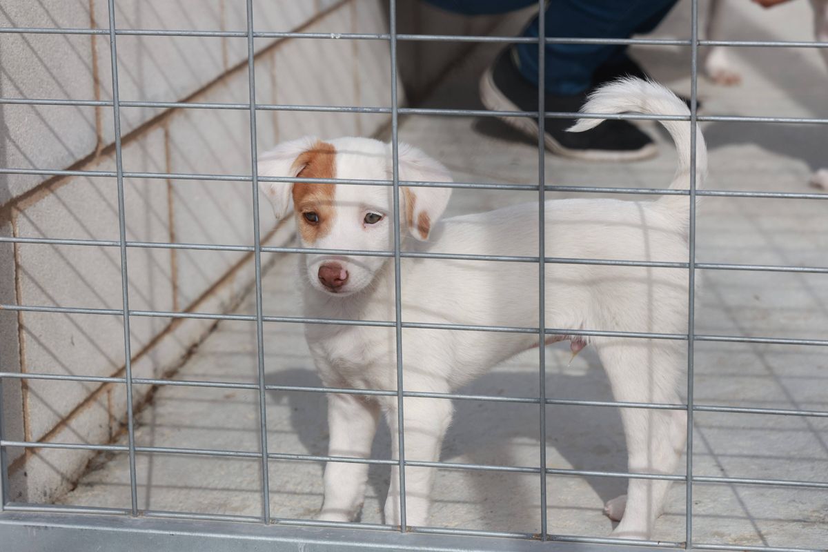 Fotogalería | Así es el nuevo albergue para animales de Cáceres