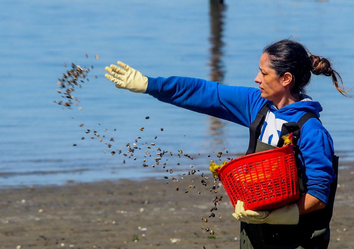 Las mariscadoras sembraron almeja ayer en la playa Compostela por valor de 40.000 euros. |  // IÑAKI ABELLA