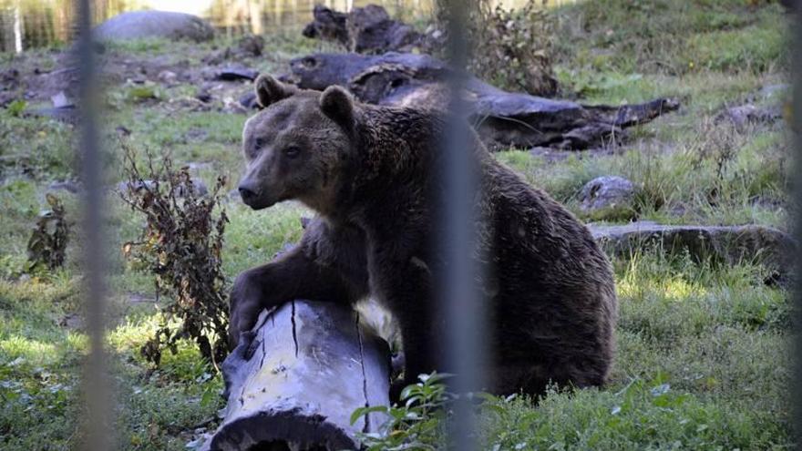 Asaja denuncia nuevos ataques al ganado del oso Goiat en la Ribagorza