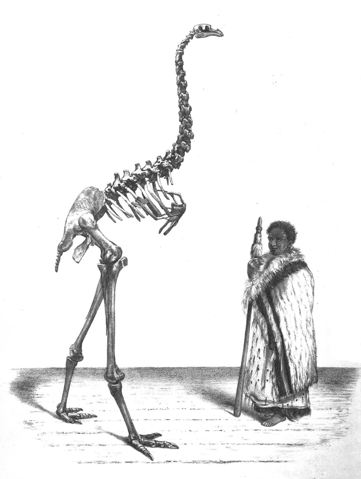 Tamaño de una moa gigante, que era presa del águila de Haast