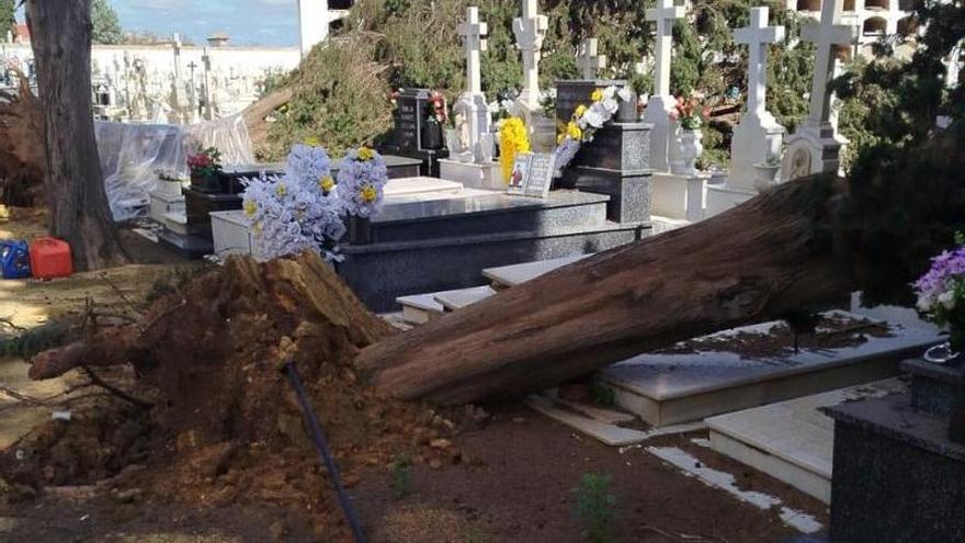 Más de 120 tumbas del cementerio de Sevilla están destrozadas: este el listado oficial para presentar reclamaciones