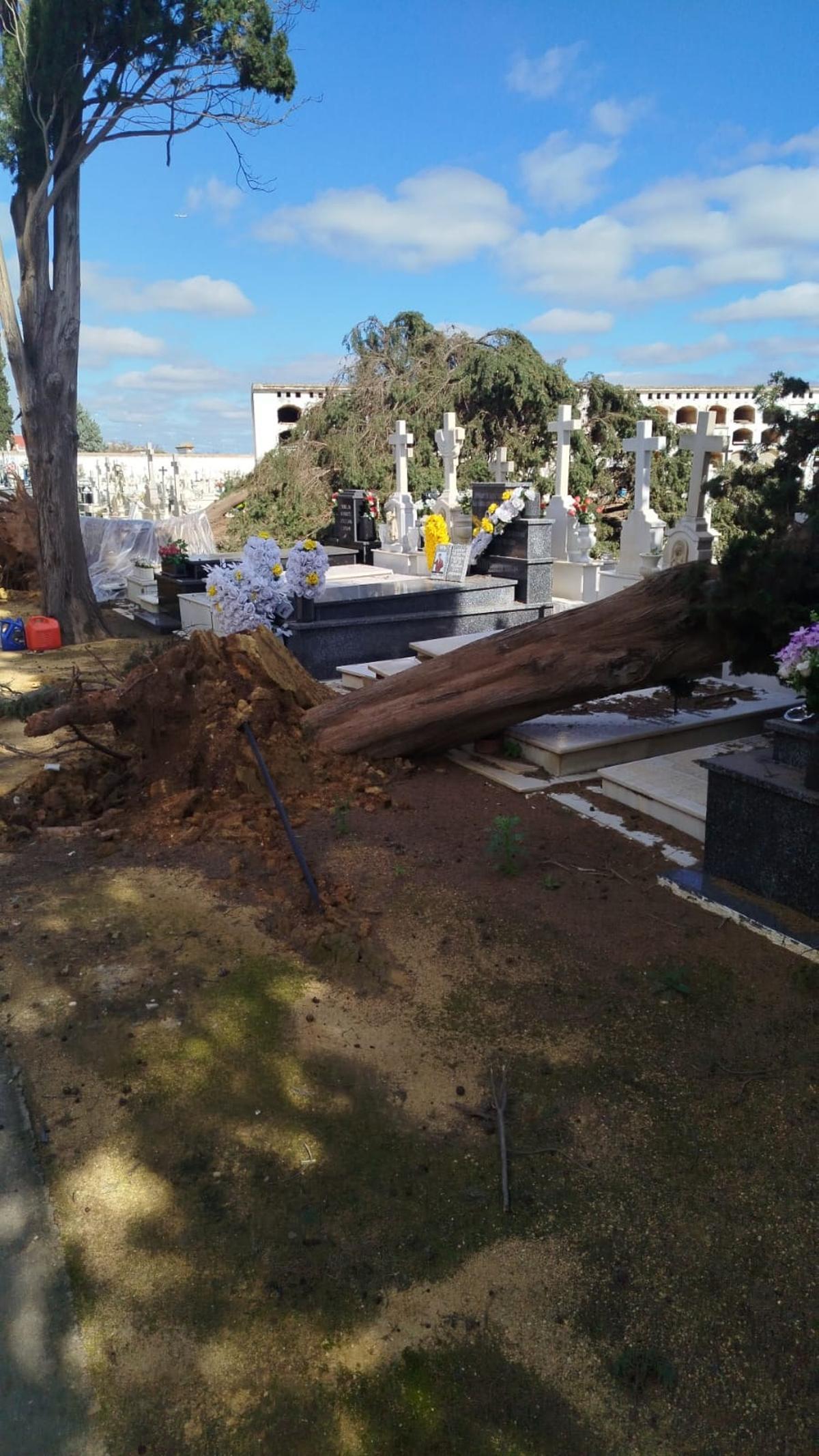 Árboles caídos en el cementerio de San Fernando, de Sevilla, por el temporal