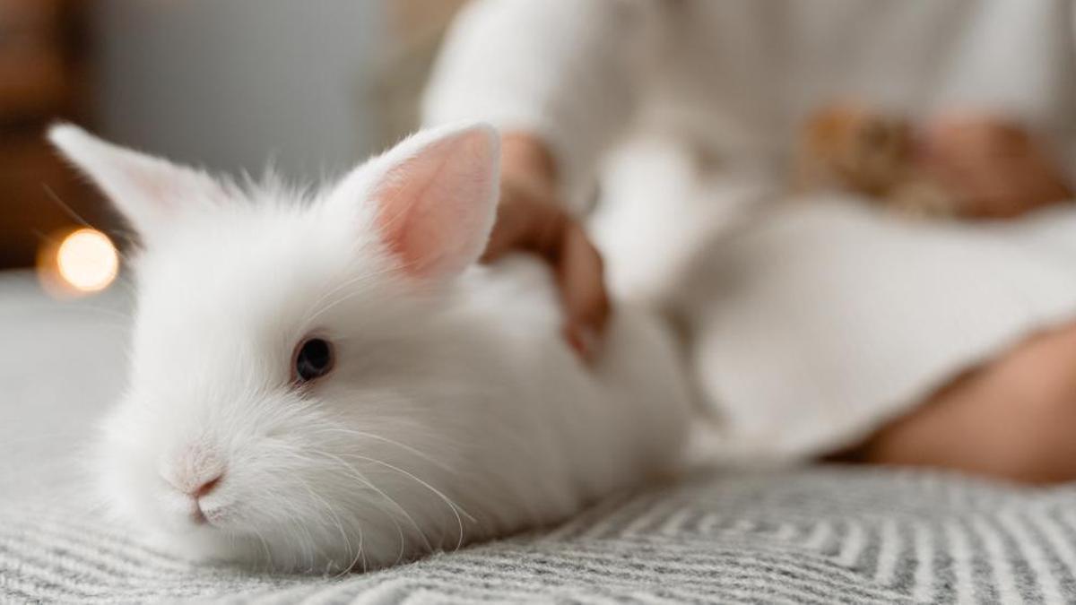 Una persona acaricia a un conejo