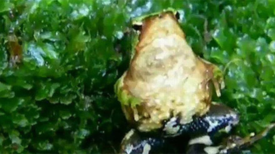 La ranita de Darwin, el único anfibio cuyo macho se embaraza, a punto de extinguirse