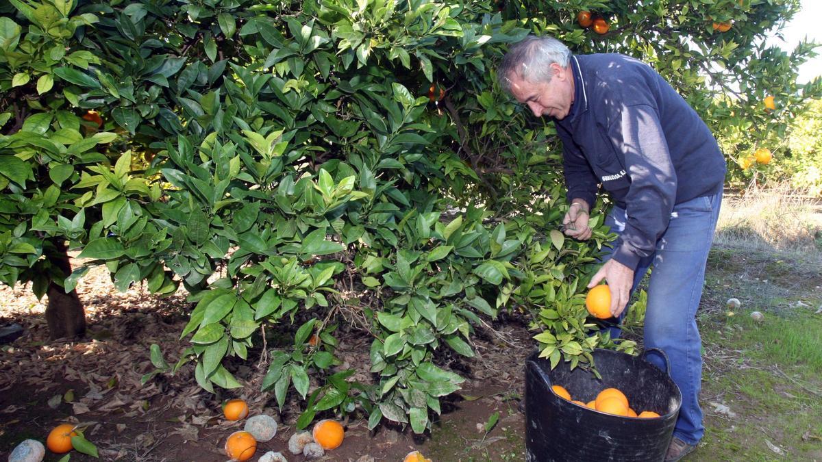 Un trabajador, en plena campaña de recolección de naranjas.