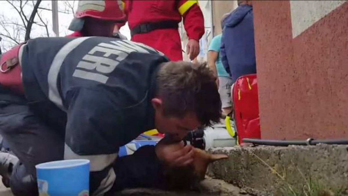Moment en què un bomber romanès li fa el boca a boca a un gos intoxicat pel fum d’un incendi.