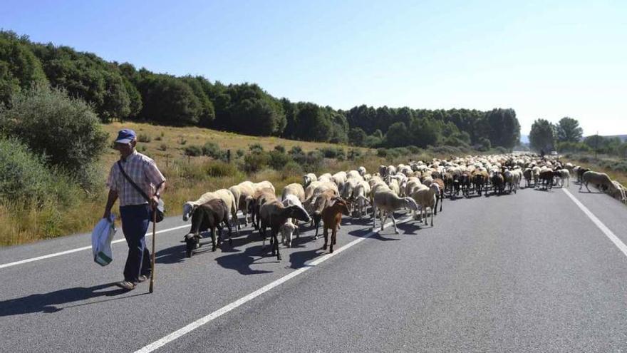 Los ganaderos dirigen las ovejas por la carretera nacional 525 a su paso por el término de Cobreros