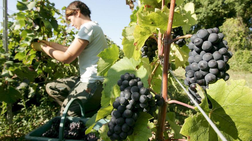 Los cinco municipios zamoranos que tendrán cursos gratuitos sobre viticultura