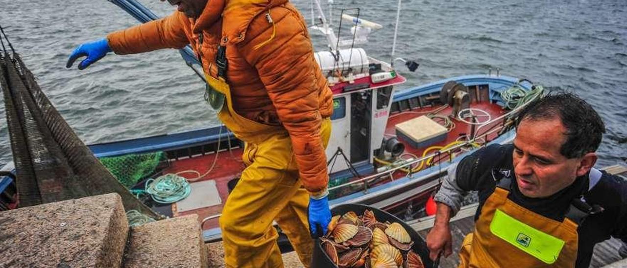 Dos pescadores de Cambados, con un lote de vieira, en una imagen de archivo. // Iñaki Abella