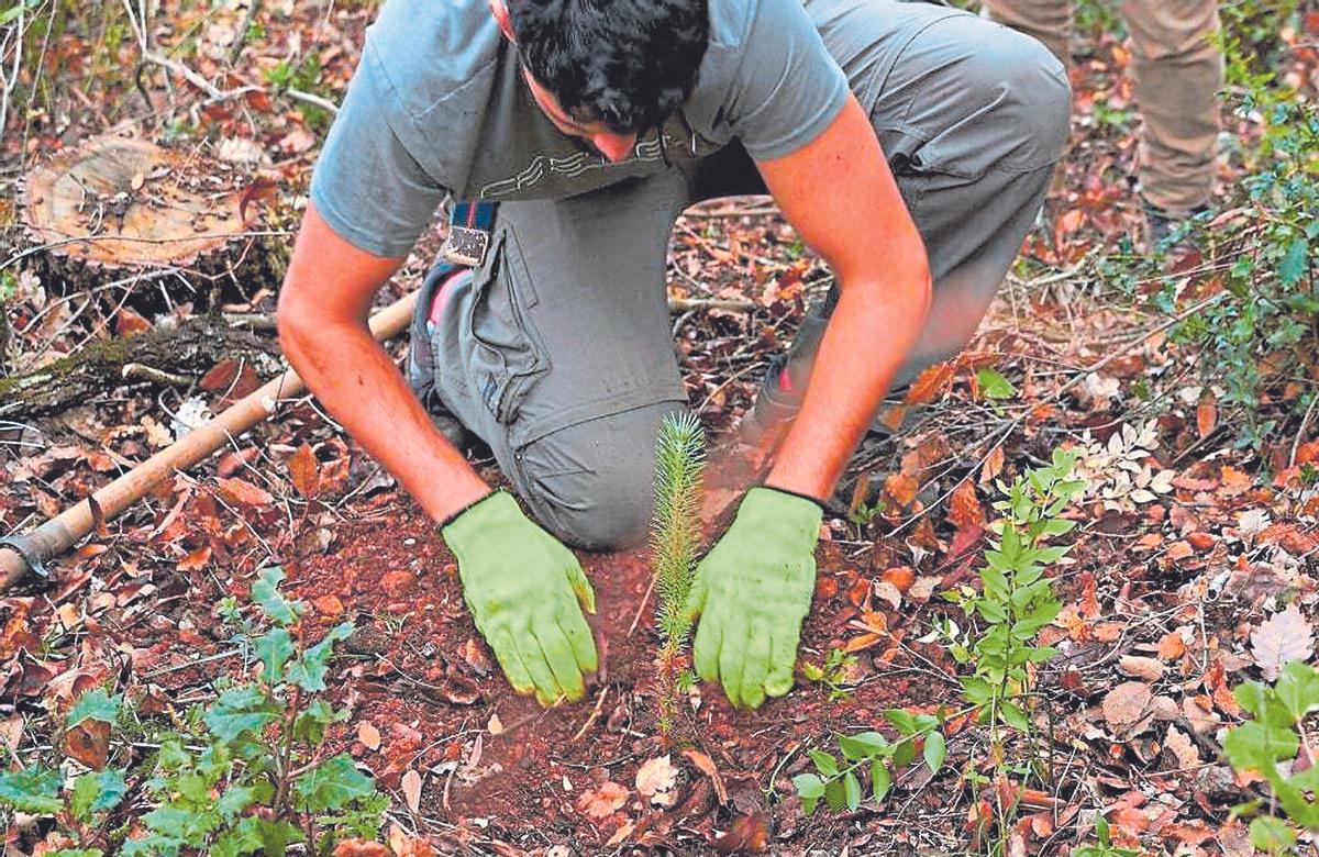 La desforestació s’està frenant en el planeta
