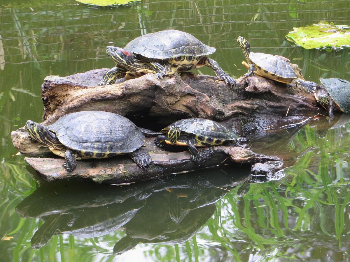 Ejemplares de tortuga de Florida.