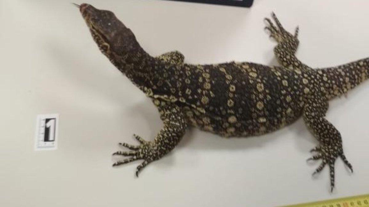 Un hombre de Vitoria intenta enviar un reptil a Cádiz por mensajería