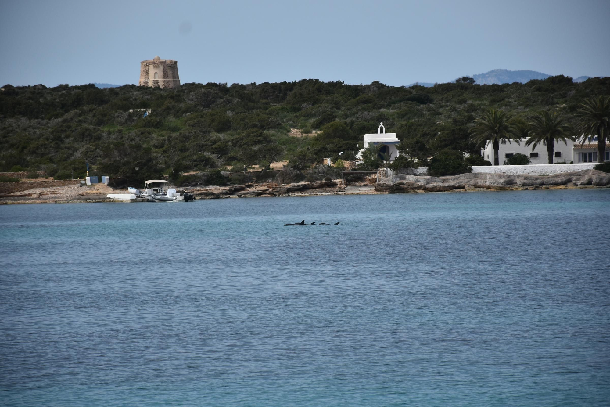 Delfines en  s'Espalmador