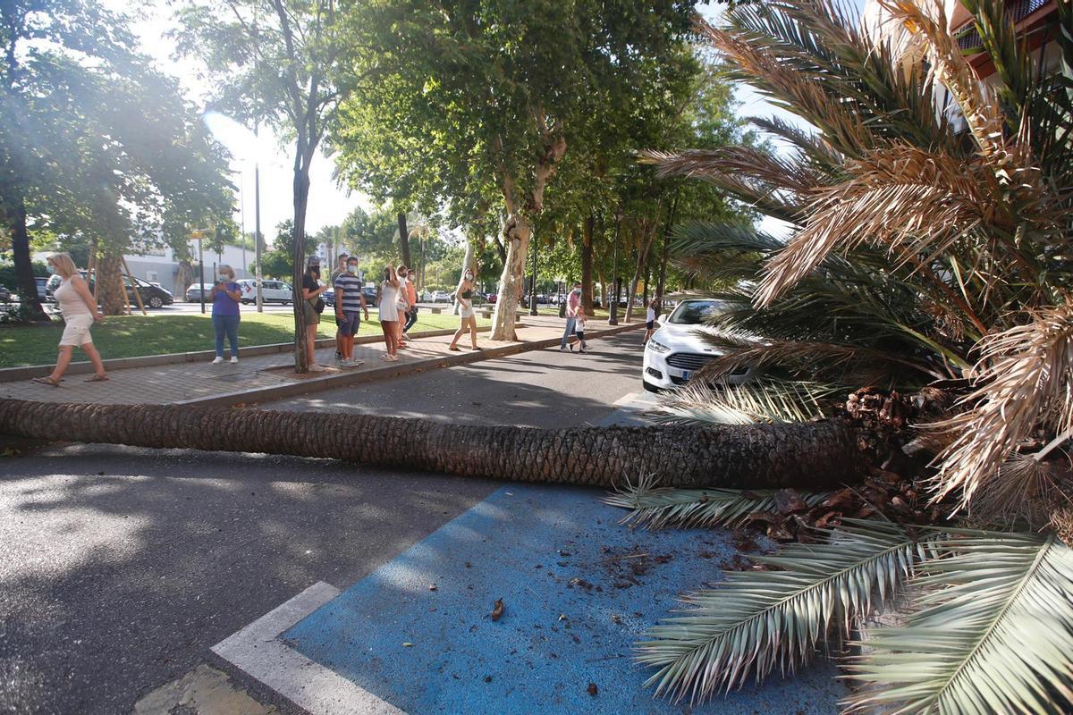 Imagen de la palmera recién caída, antes de la llegada de los bomberos.