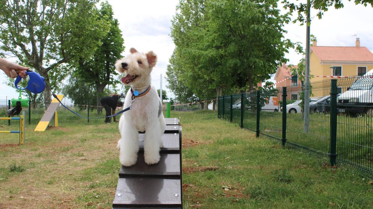 Parque canino para perros en el barrio siglo XXI, a las afueras de Zamora.