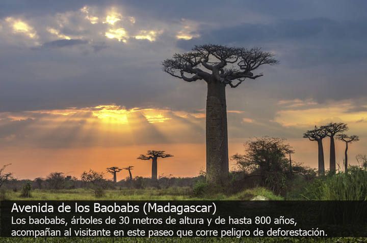 Los 10 bosques con más encanto del mundo