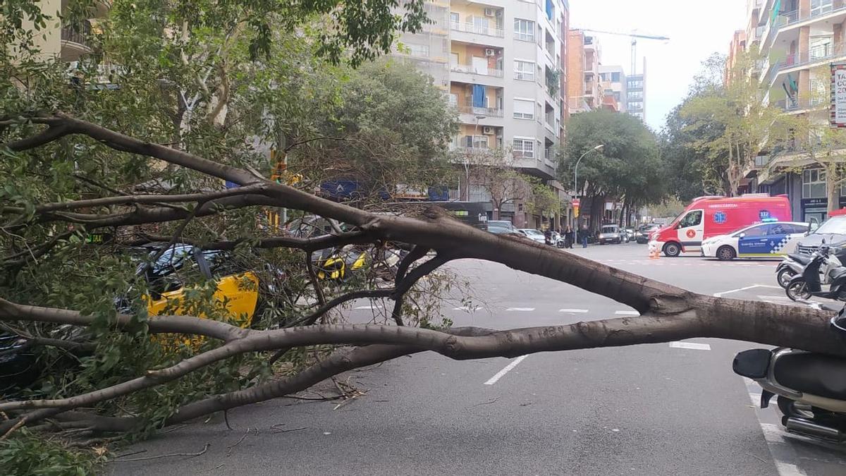 Cae un árbol en la calle Viladomat a la altura de Aragó impidiendo la circulación.