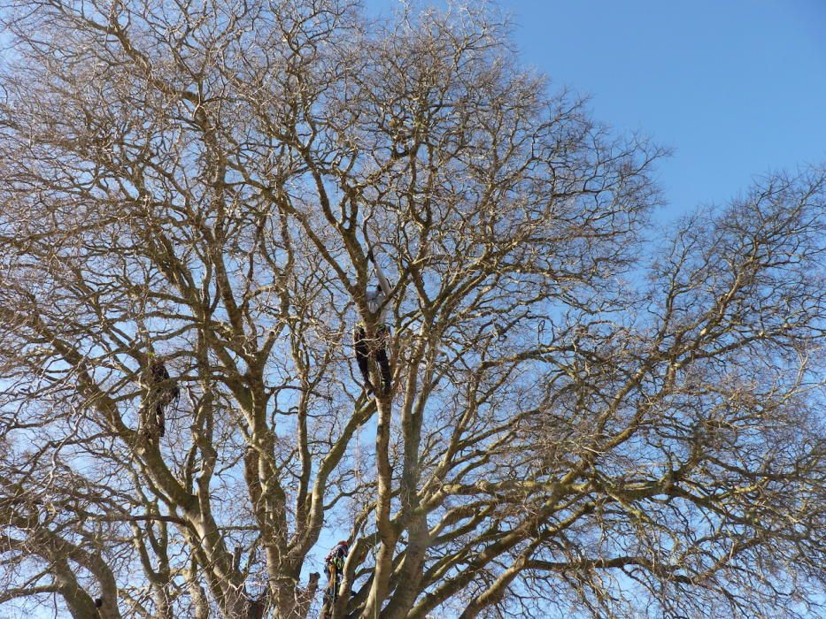 Podan el ´lledoner´ de Montuïri, catalogado como árbol singular de Balears