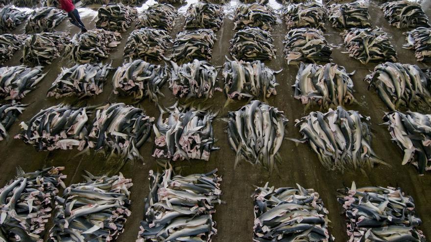 Un millón de personas pide que se prohíba la sopa de aleta de tiburón