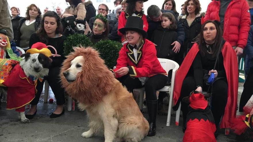 Perros disfrazados en el desfile de mascotas de Cangas de Onís del año pasado.