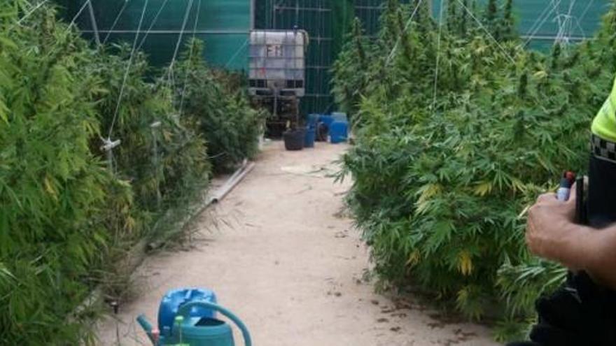 La Policía halla 200 plantas de marihuana en un invernadero