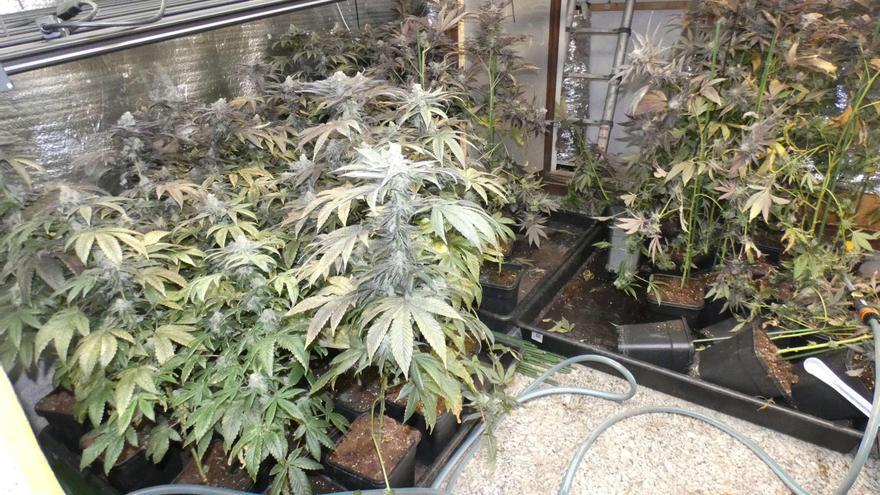 Requisen més de 500 plantes i 1,7 quilos de cabdells de marihuana en una casa de Sant Julià de Ramis