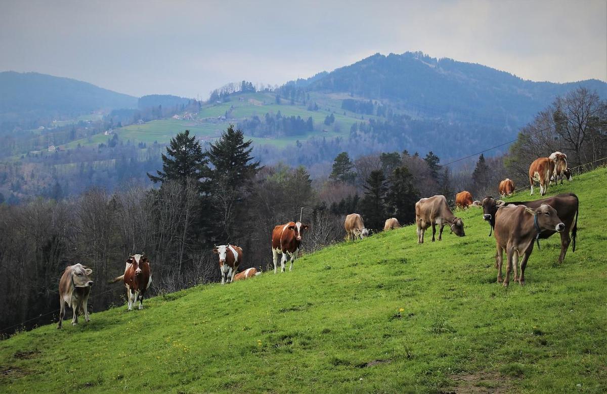 Las vacas son un ejemplo de lo que pasa en el planeta.