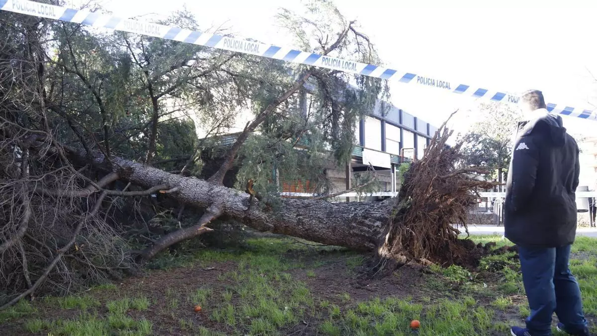 La principal zona monumental de Estepa sufre graves destrozos por las borrascas: se han perdido casi 200 árboles