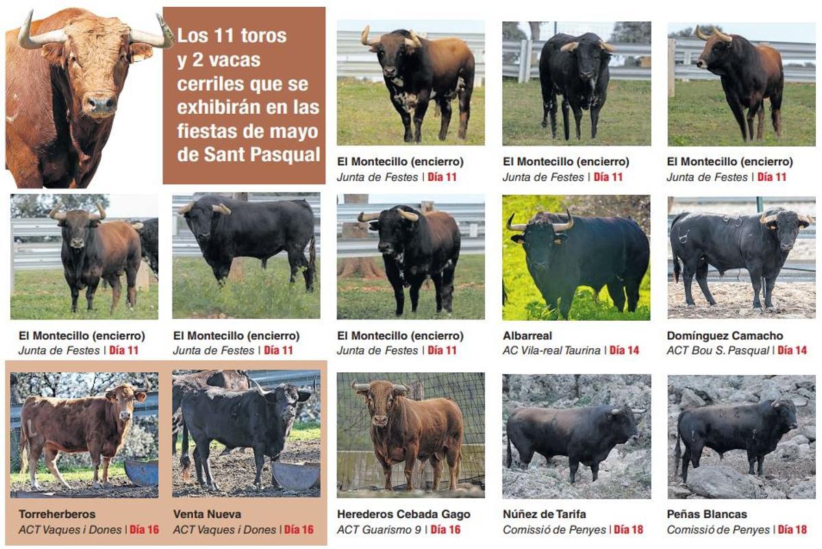 Todos los toros y vacas cerriles para las fiestas de mayo de Sant Pasqual.