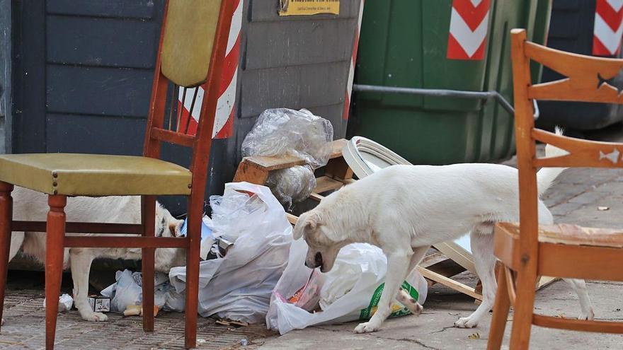 Un perro rebusca entre los
contenedores de basura 
en Las 600.  juan caballero