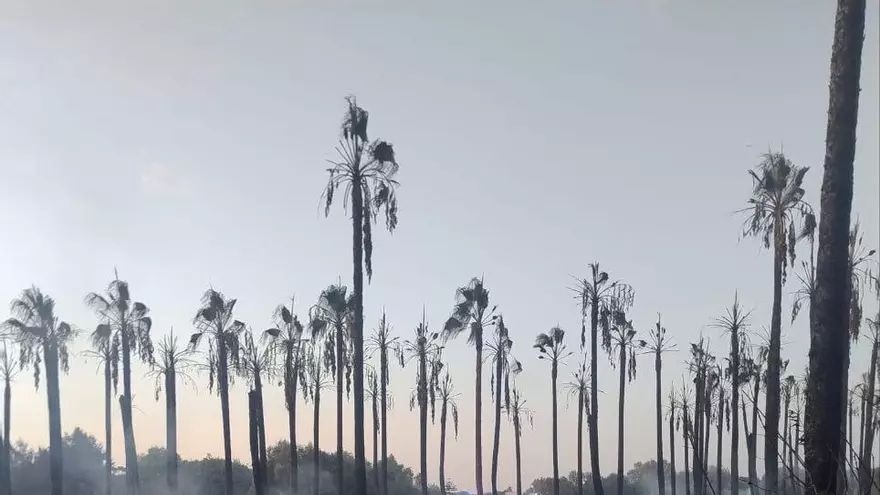Rescatan a 30 caballos en el incendio de la finca agrícola de Manacor