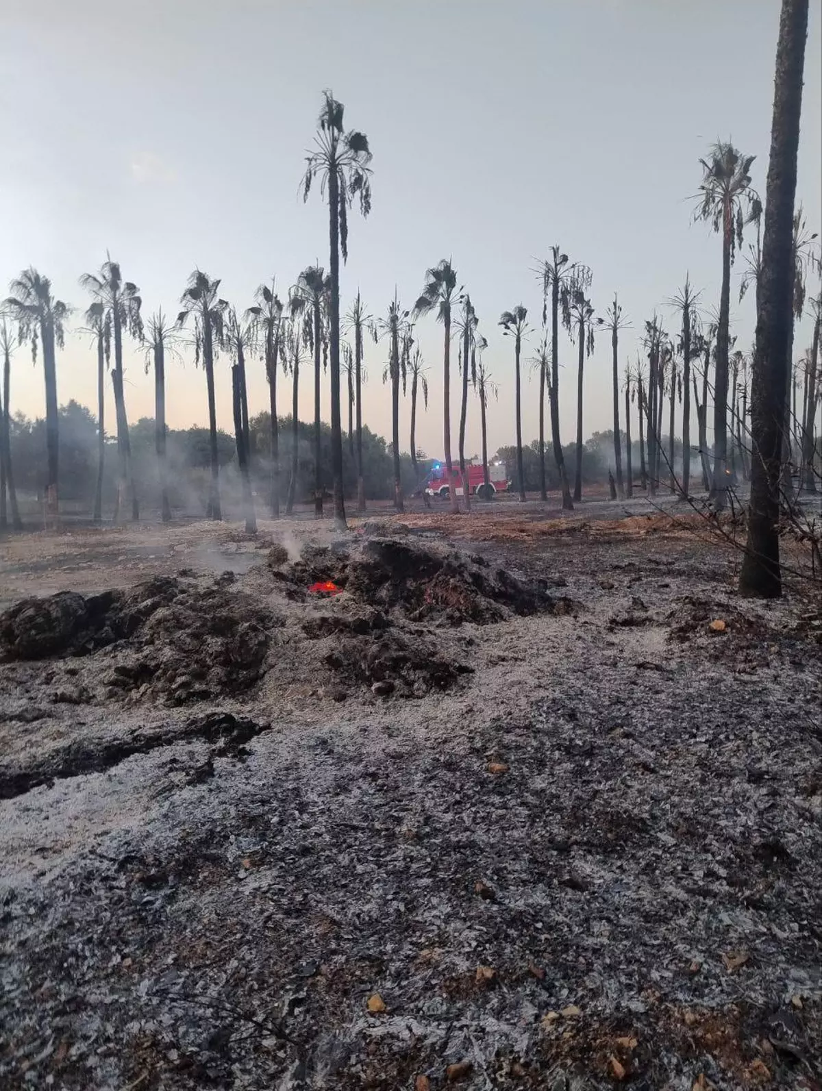 El incendio en Manacor donde Bombers de Mallorca han salvado a 30 caballos