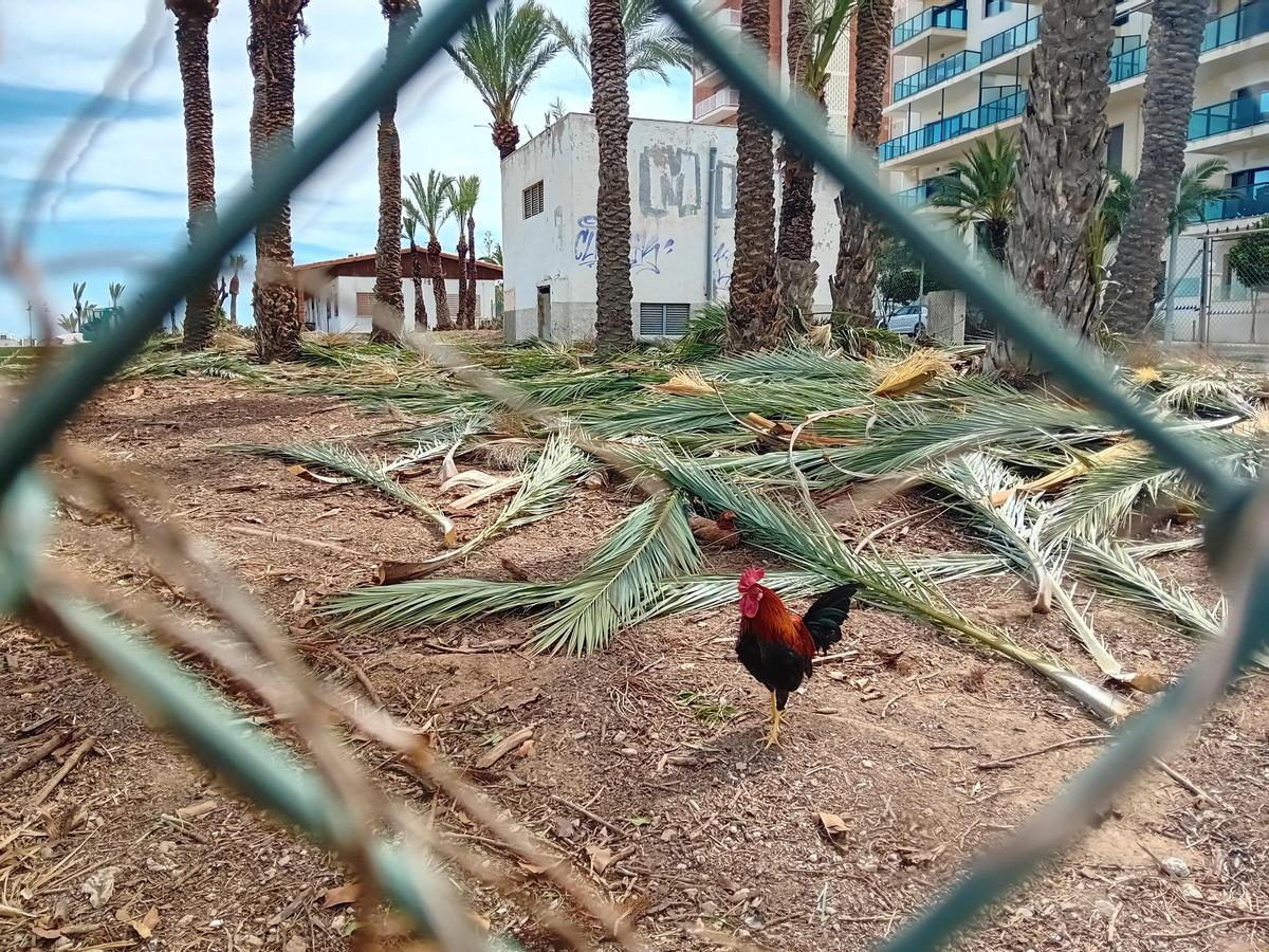 Trabajos de limpieza en una parcela de uso hotelero en La Veleta de Torrevieja