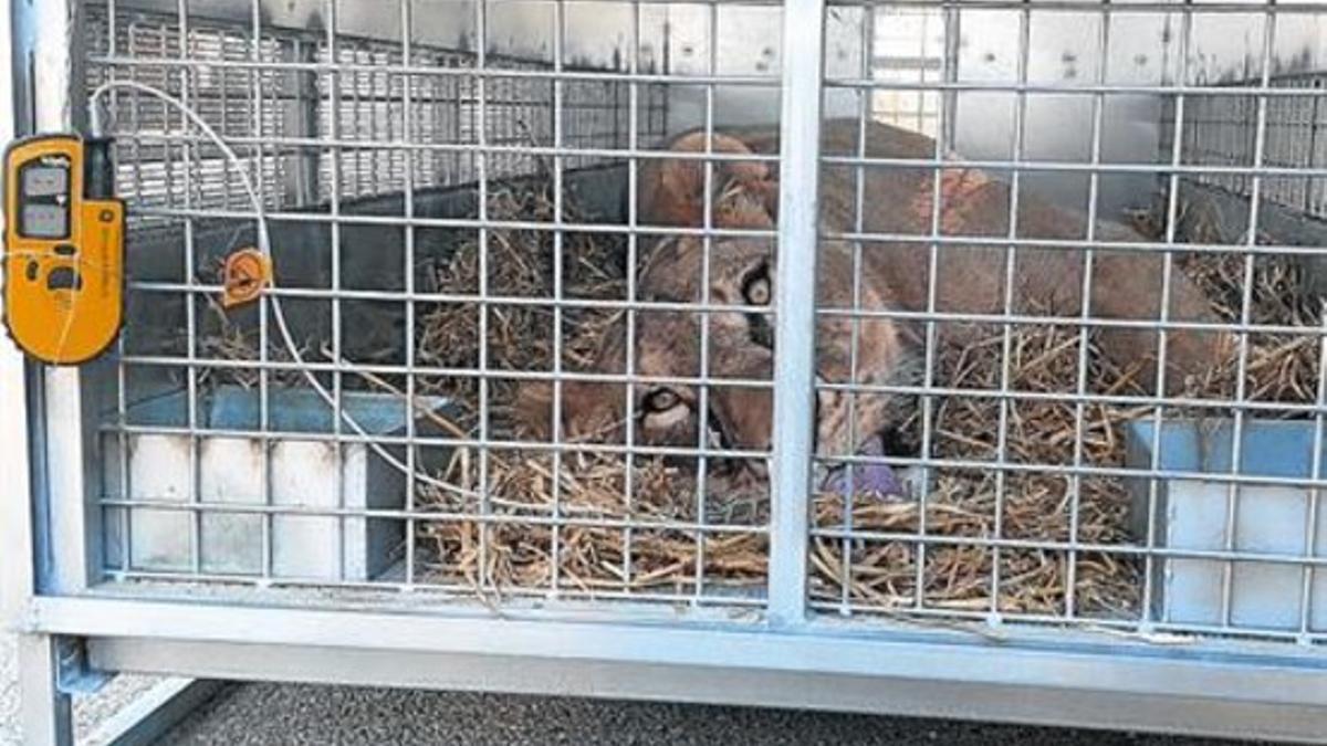 Anestesiado 8 Uno de los leones de Aqualeón, sedado en una jaula, antes de ser trasladado a EEUU, ayer.