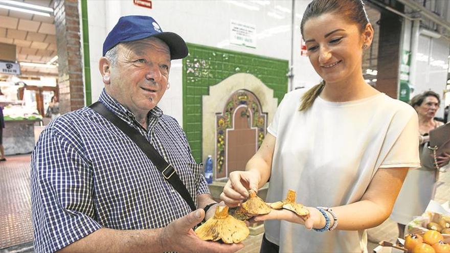 Las setas, el tesoro que se esconde en el bosque