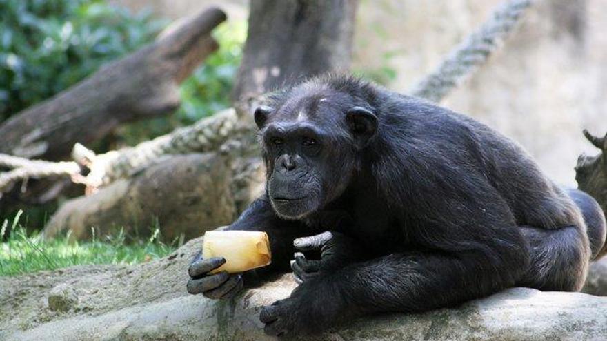 Chimpancés aprenden el uso de herramientas y comparten los conocimientos