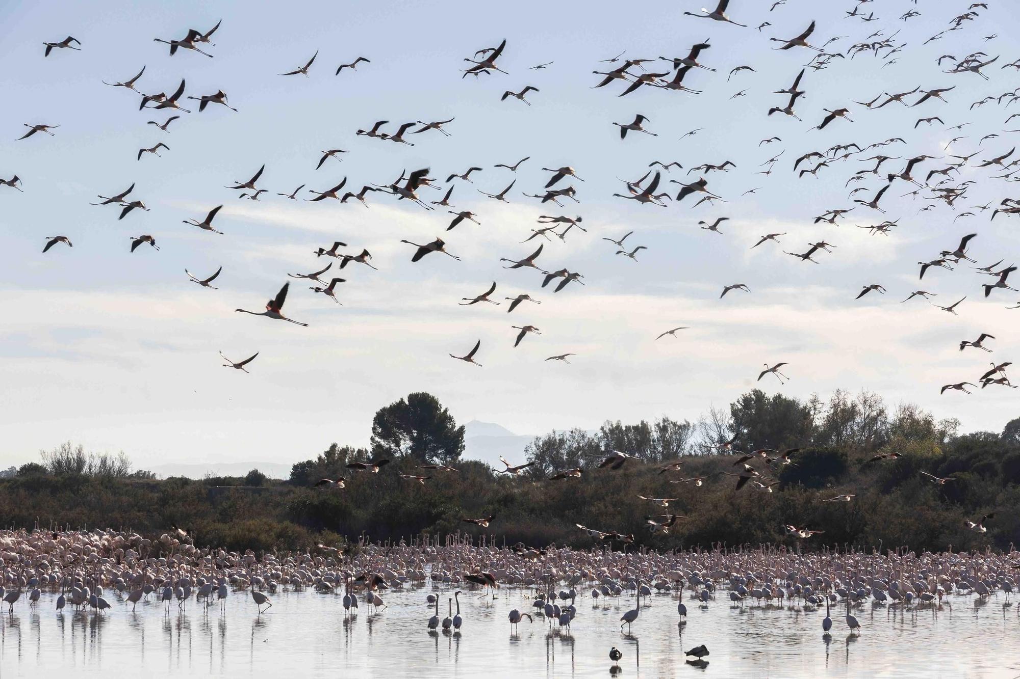 Los flamencos toman l'Albufera y preocupan a los arroceros