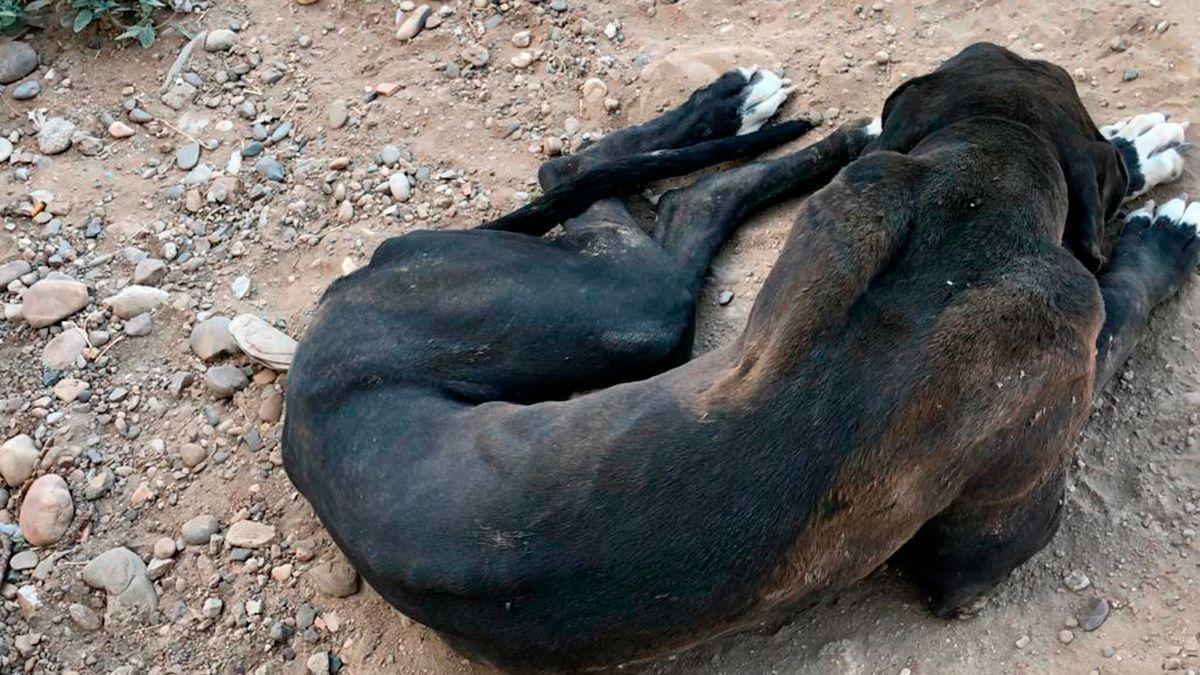 Fotografía cedida por Pacma de uno de los perros abandonados.