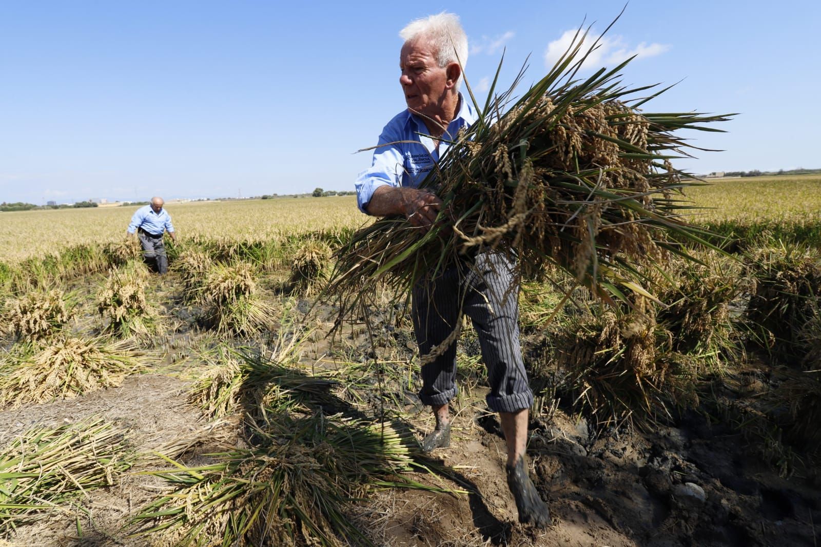 Todas las imágenes de la Fiesta de la Siega del Arroz 2024