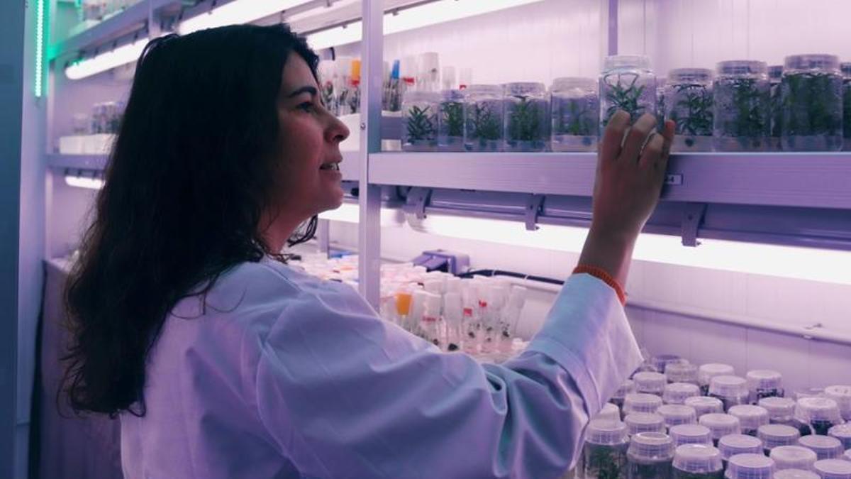 La investigadora Elena Palomo Ríos en una de las cámaras de cultivo de La Mayora.